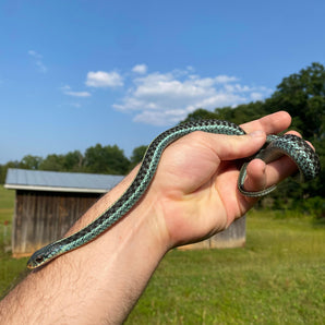 Dixie County Florida Blue Stripe Garter Snakes