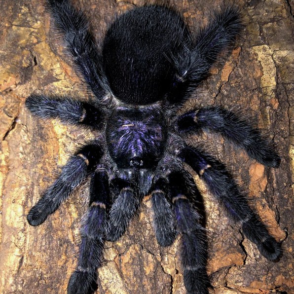 Care Sheets Exotics Unlimited