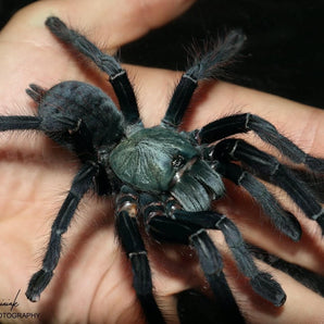 Cyriopagopus sp. 'Valhalla' (Emerald Shadow Tree Spider) about 1.5"
