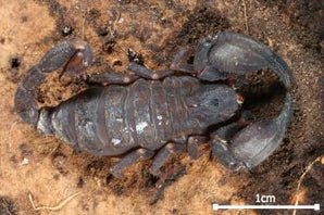 Chaerilus cimrmani (Thialand Black Scorpion) 0.25-0.5" Body