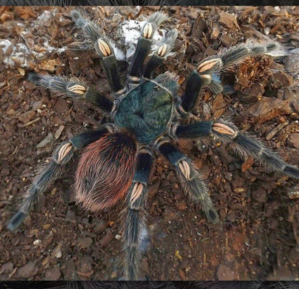 Rare Species – Exotics Unlimited