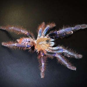 Phormingochilus sp. 'Sabah Blue' about 1"